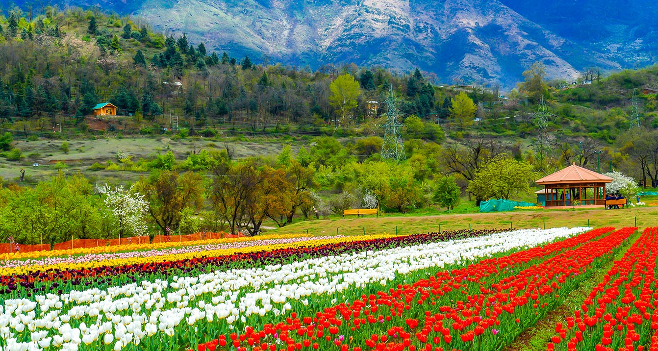 Tulip-Garden-Kashmir